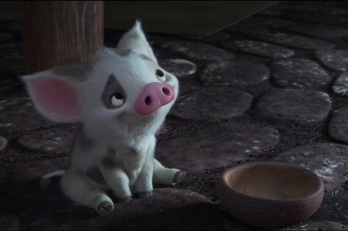 Pua from Moana.